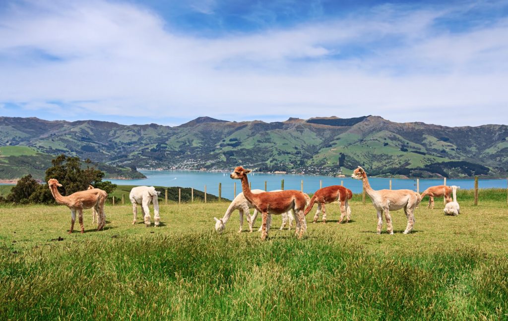 Akaroa