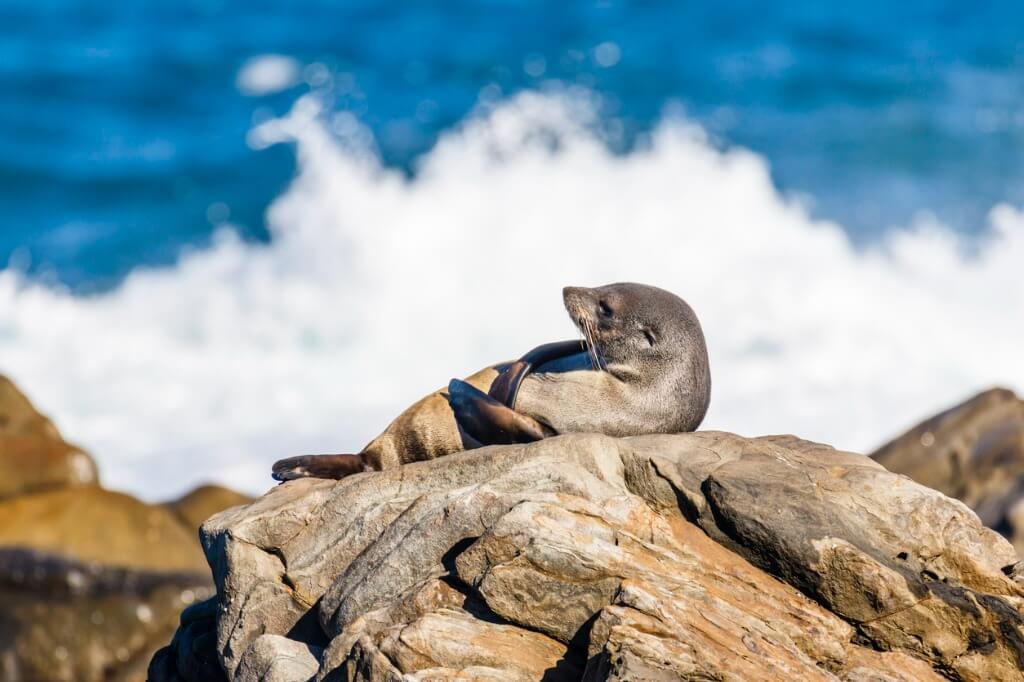 It's a nature's paradise on the cruise port in Australia near Kangaroo Island!