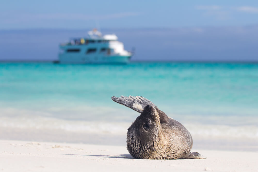 Explore a natural paradise in the Galapagos Islands.