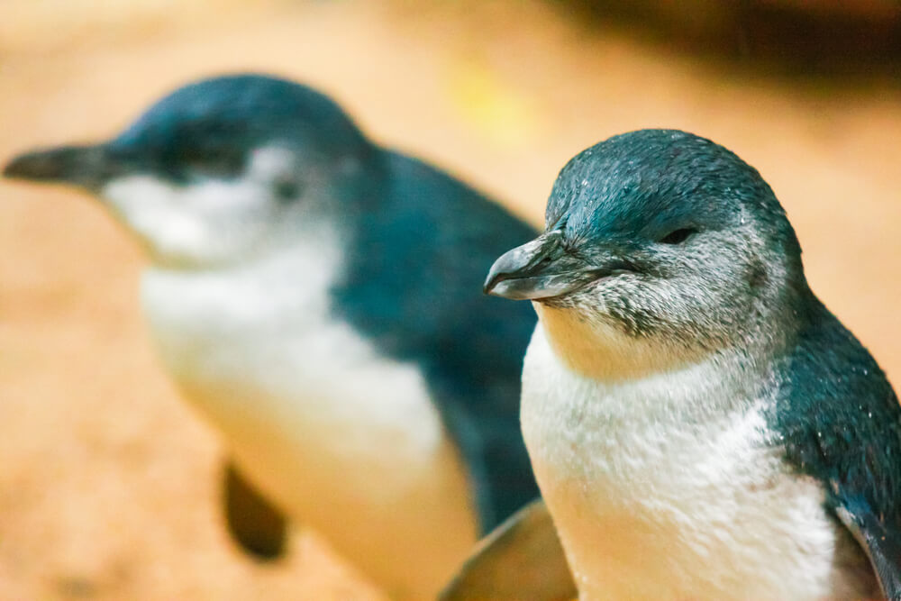 Phillip Island Penguins - a popular attraction and a family favourite