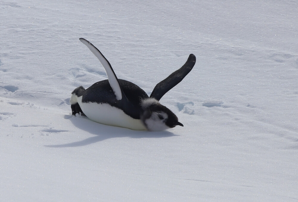 Penguin having fun on the snow