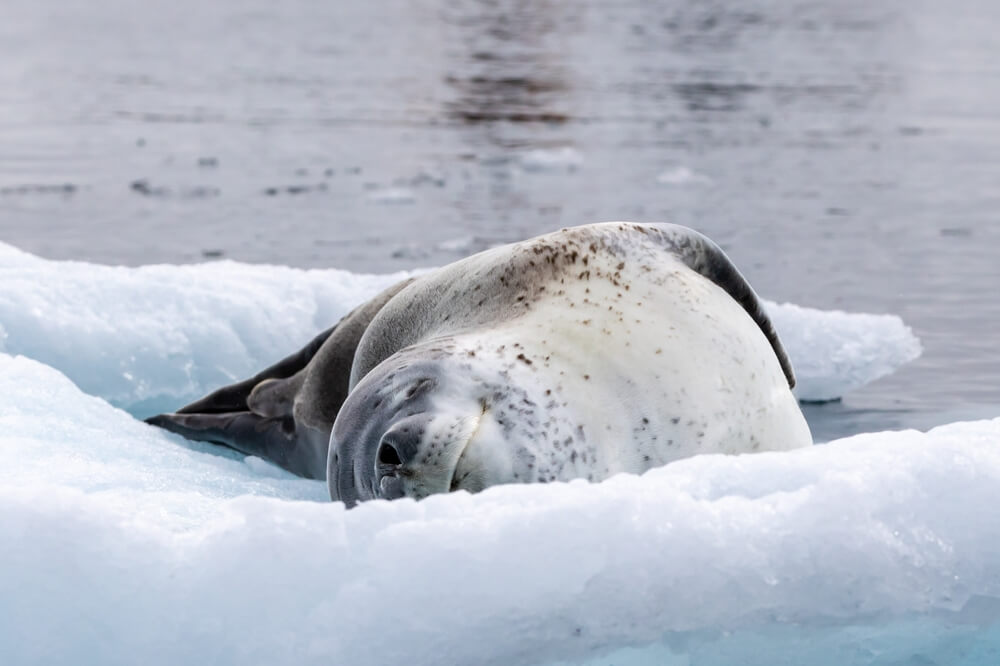 Seal on Snow in Antarctica